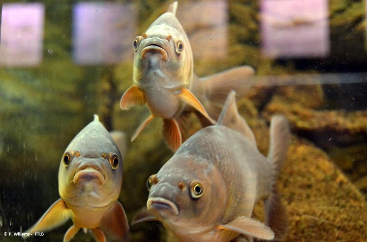 Aux Trois Petits Cochons Apartment โอตง ภายนอก รูปภาพ